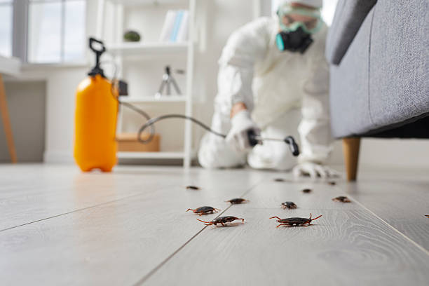 Commercial Rodent Management in Melbourne